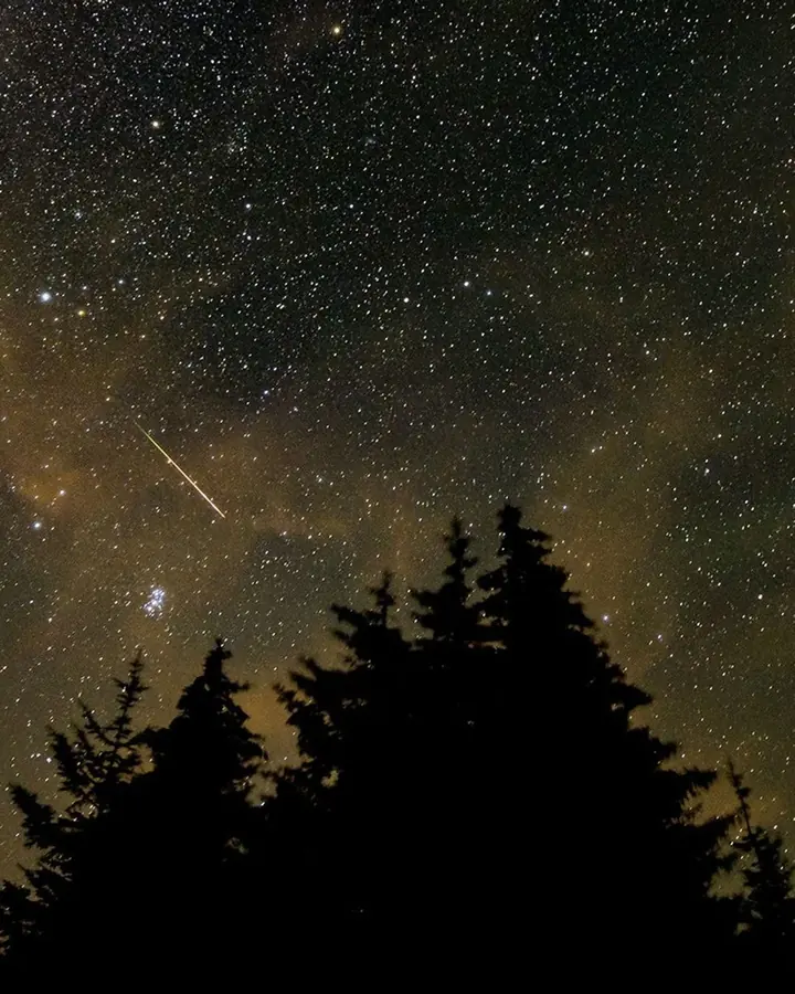 A Perseid meteor crossing a star-filled sky above dark trees